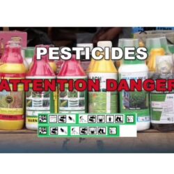 Pesticides: 1ere famille ou classe des Perturbateurs Endocriniens !!!/Pesticides: 1st family or class of Endocrine Disruptors !!!